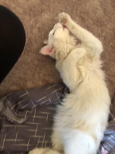 бенгалы котята: 8 месяцев, Мальчик, Приучена к лотку — 1