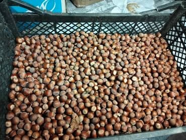 лесной орех: Фундук в скорлупе

- 500 сом за 1 кг — 2