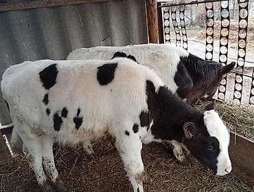 Коровы, быки: Продаю | Бык (самец) | Голштин | Для молока — 3