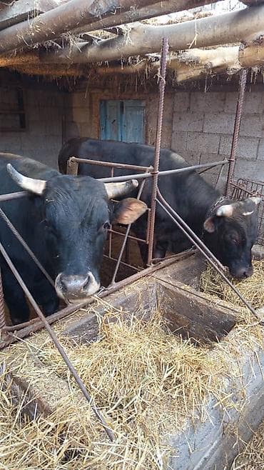 цыплята беловодск: Продаю | Бык (самец) | На откорм — 1