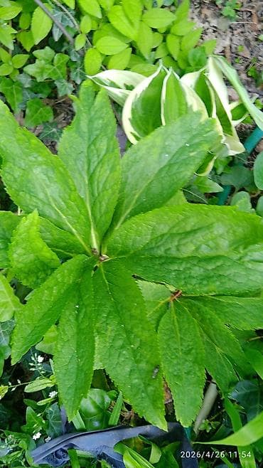 черный принц цветок: Пион древовидный (Paeonia suffruticosa), сорт с крупными — 3