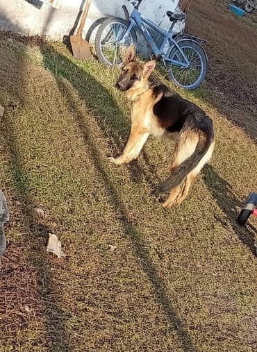 Немецкая овчарка, 6 месяцев, Самка, С прививкой