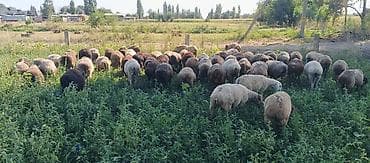 ечки кой: Продаю | Овца (самка) — 1