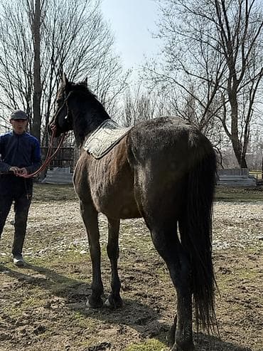Другие животные: Продаю | Конь (самец) | Кара Жорго | Рабочий — 1