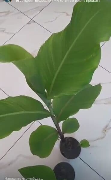 дерево лимон: Саженцы цветка: Канна — 10