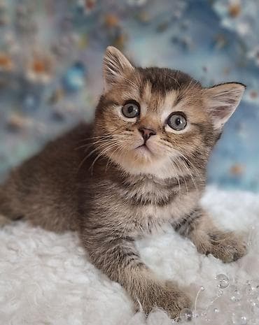 американская жесткошёрстная кошка: Скотиш Страйт (Шотландская прямоухая), 2 месяца, Мальчик, Приучена к лотку, Проглистована — 5