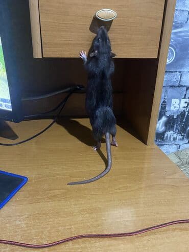 товары для собак: Крыска ищет себе НАДЕЖНЫХ хозяев . Очень активная, любит гулять — 7