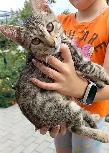 scottish fold: Полосатый котёнок (окрас tabby) с крупными выразительными глазами и — 1