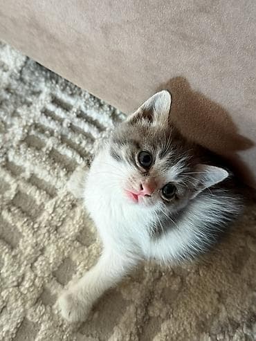 серые кошки фото: Беспородная, 1 месяц, Девочка, Серый, Приучена к лотку — 5