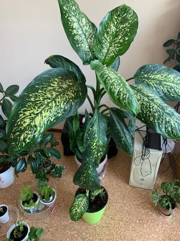 диффенбахия купить: 2 фикуса в горшке и 1 диффенбахия. про фикусы: Высота 1.5 - 2 метра — 2