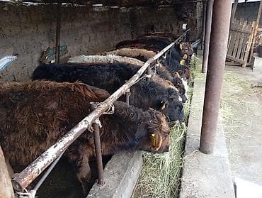 теленок сколько стоит: Продаю | Бык (самец) | Швицкая | На откорм — 5