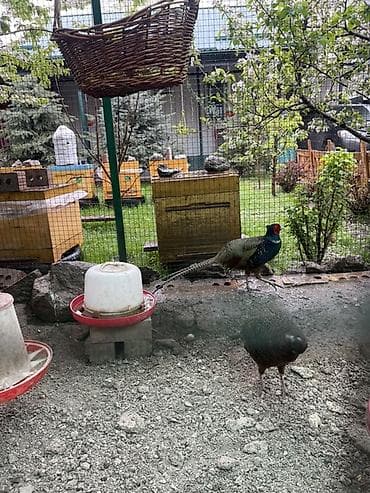 кошка домашняя: Инкубационные яйца фазана (порода румынские и есть еще охотничья — 1