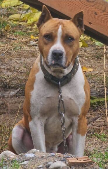 звонок собака фото: Питбуль, 4 месяца, Самец, С прививкой — 5