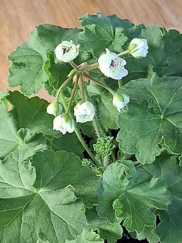 бутон: Галина Уланова 500 сом на бутоне — 1