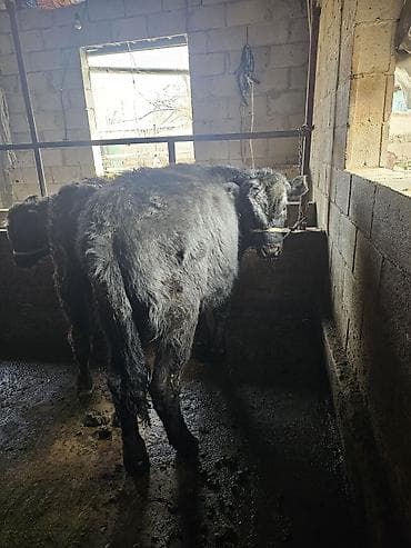 блек жем: Продаю | Бык (самец) | Абердин-ангус | На откорм | Привязанные — 6