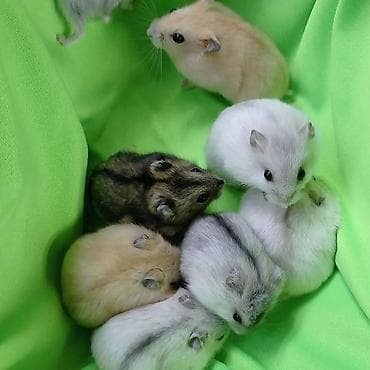 Крысы: Продаются хомячки ручные. В нашем питомнике вы можете приобрести — 4