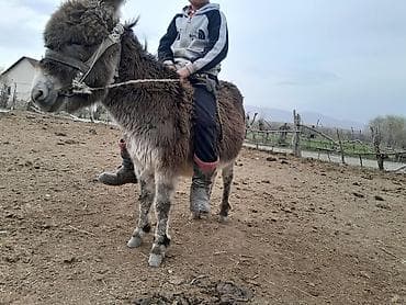 в связи с переездом отдам попугая жако в добрые руки: Эшек сатылат, аябай тын кулук тот ташка бышкан эшек суу ташыйт с150 кг — 2
