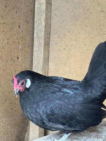 куплю курицу: Продаю | Петух, Куры — 3