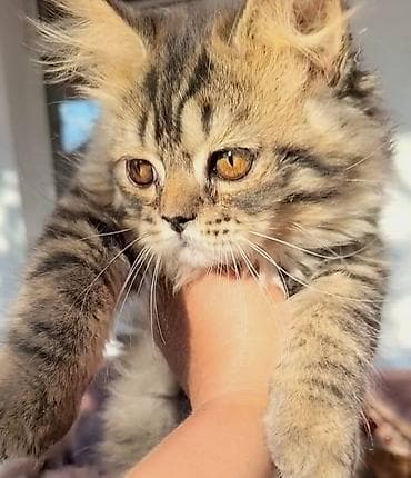 Котенок 4 месяца,шотландский хайленд страйт,ноходится в Канте — 1