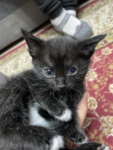 кошка продаётся: Кошка даром: Беспородная, 1 месяц, Мальчик, Приучена к лотку — 3