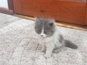 бархатные котята: Плюшевые котята от мамы рэгдолл❤️ котятам 2-месяца, кушают все, ходят — 3