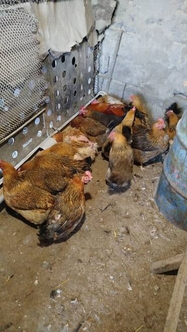 кой кыркыч: Продаю | Куры | Кучинская | Для разведения, Несушки — 2