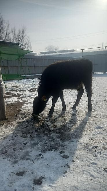 Oldsmobile: Продаю | Бык (самец) | На откорм — 4