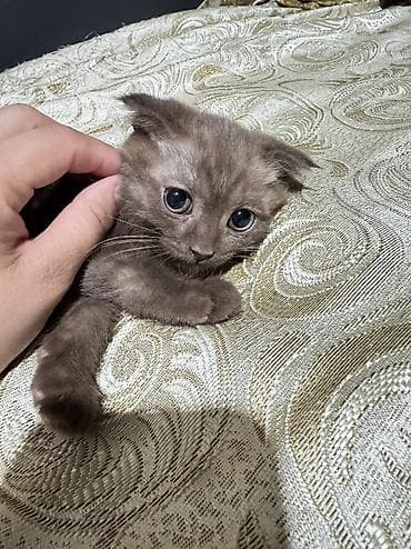 котенок скотиш фолд: Шотландские вислоухие котята (Scottish Fold) - Окрас: один бело-серый — 6