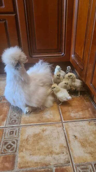 Ветеринар кызматы: Сатам | Тооктор, Короздор — 3