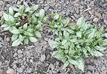 гортензия цена: Продаю морозники, бересклет, кампанелла. Морозник розовый — 5