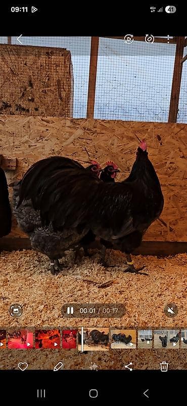Зоотовары: Продаю | Куры | Для разведения — 3