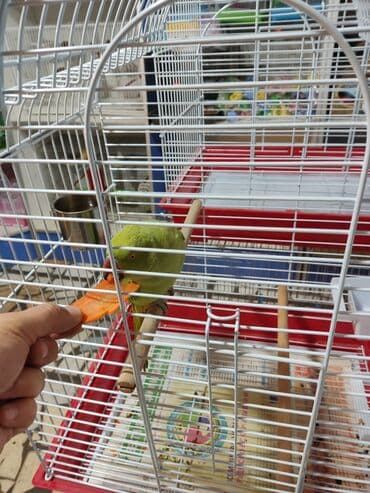 Годовалые попугаи. К неволе ожереловые попугаи приспосабливаются очень