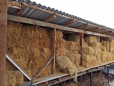 седло спортивные: Продается горное сено,тюки плотные метровые сделанные на совесть,цена — 3