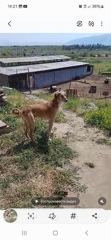 Порода: восточная борзая (салюки/тип борзой). Окрас: рыжий с белыми at lalafo.kg Порода: восточная борзая (салюки/тип борзой). Окрас: рыжий с белыми