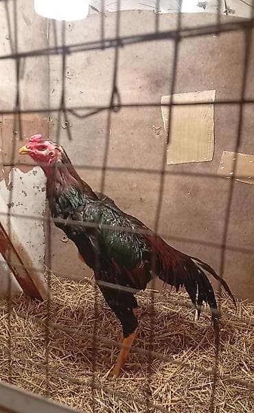 фазан бишкек: Сатам | Короздор | Тебиштирүүчү | Көбөйтүү үчүн — 4