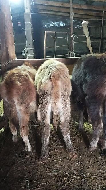 коровы и телята: Продаю | Тёлка | На откорм — 1
