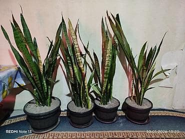 саженцы карликовый: Продаю Сансевиерия (щучий хвост) в горшках - Домашние декоративные — 1