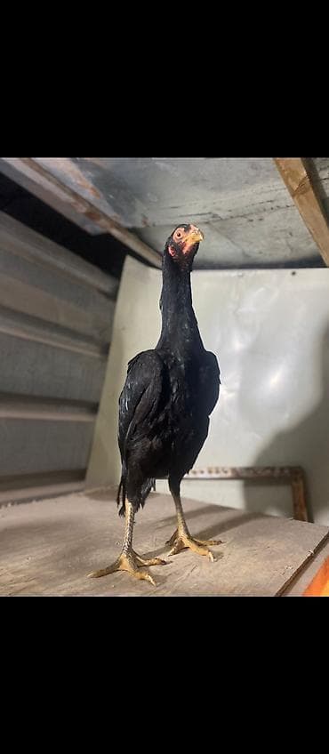 уй сементал: Продаю | Петух | Бойцовая | Для разведения — 6