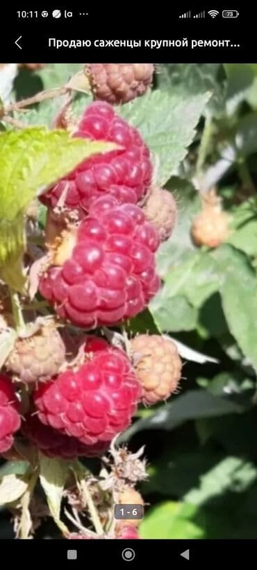 malina.kg продажа малины оптом в бишкеке новопокровка фото: Малина — 1