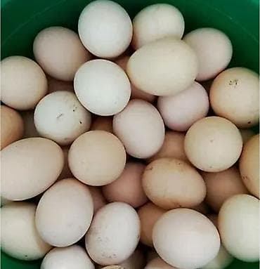 цыплята брама: Продаю | Куры | Брама | Для разведения — 1