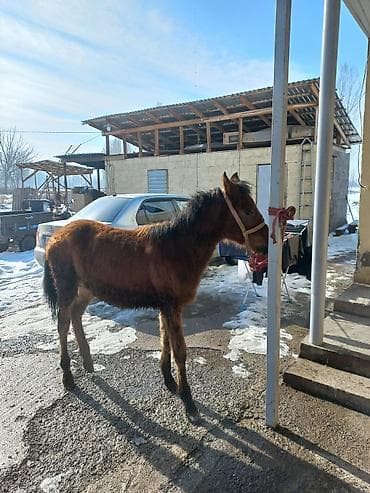 лошадь пони: Продаю | Жеребенок | Для разведения — 3