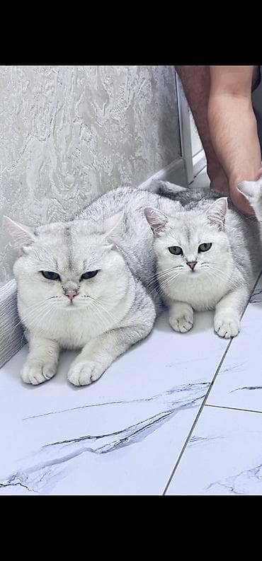 гончие лилит: Шотландская серебристая шиншилла, скоттч чтрайт, чисто кровный — 5