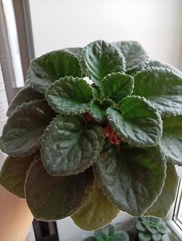 цветы канны: Продаю фиалки есть детки — 5