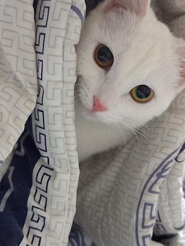 кошки белые: Вязка: Беспородная, Девочка, 1 год, Белый — 3