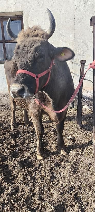 каровы юрьевка: Продаю | Корова (самка) | Алатауская, Швицкая | Для разведения, Для молока | Племенные, Стельные, Искусственник — 9