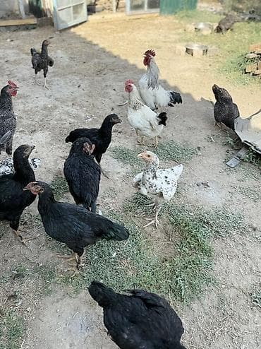 коозу кой: Продаю | Куры | Домашняя | Для разведения — 3