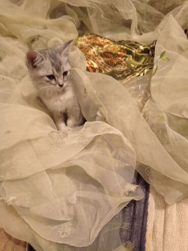 домик для кота: Котята домашние, несколько окрасов: - серебристые и мраморные — 4