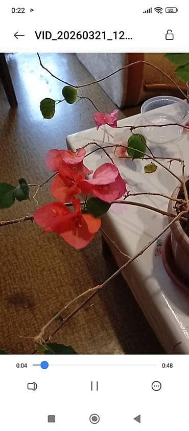 бугенвиллия: Продаю Бугенвиллию — 1