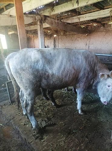 ангус бык: Продаю | Бык (самец) | На откорм | Племенные — 1