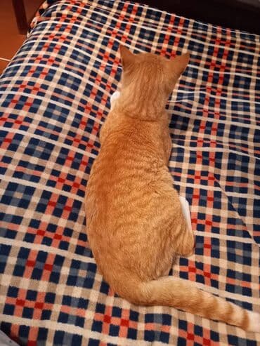 золотой ретривер купить: Кошка даром: Беспородная, 1 год, Мальчик, Приучена к лотку, Проглистована — 5